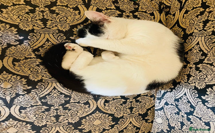 Mixed Breed cats - Advert 15