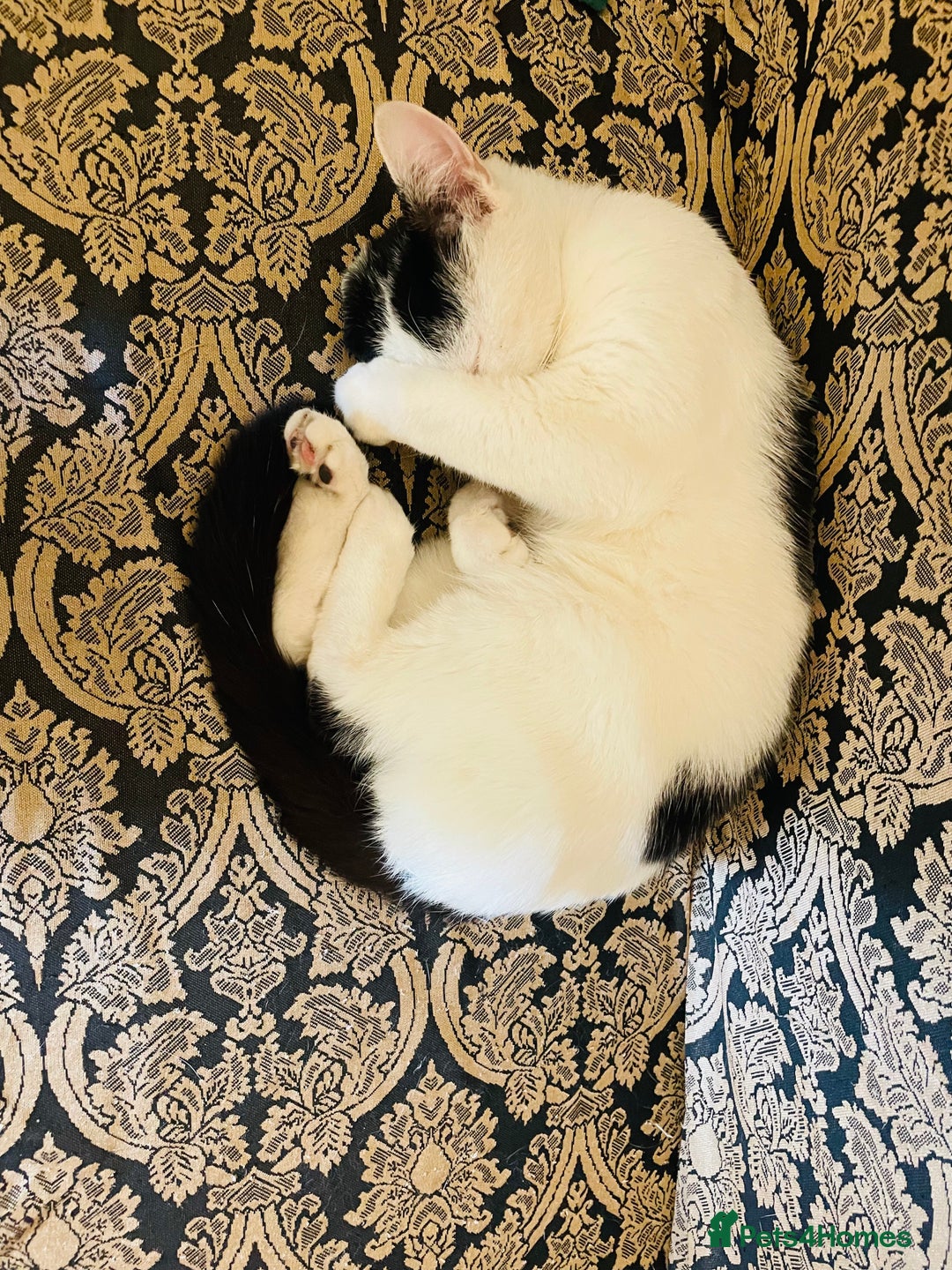 Mixed Breed cats for sale: sweet adult boy  - Image 1