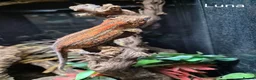 Mixed Breed reptiles for sale: Selling all our reptile collection updated - Advert 10