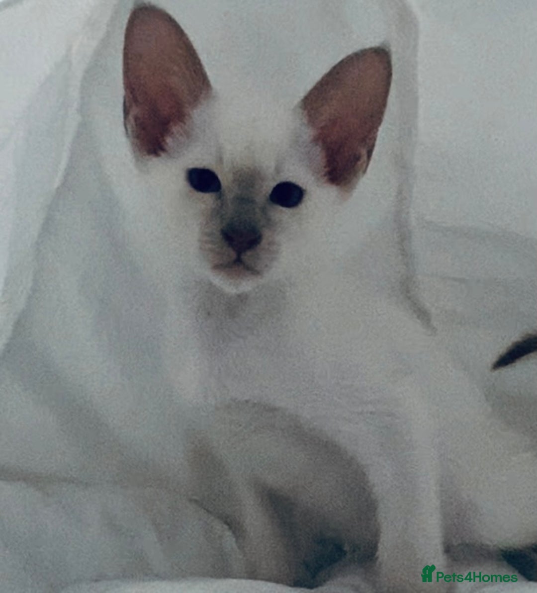 Siamese cats for sale:  Lilac point boy  - Image 3