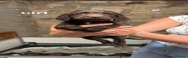 Sprocker 3