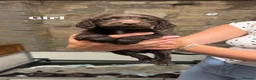 Sprocker dogs for sale: Sprocker spaniel puppies - Advert 3