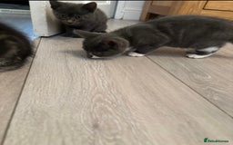 Mixed Breed cats for sale: Ragamese x Russian Blue - Image 15