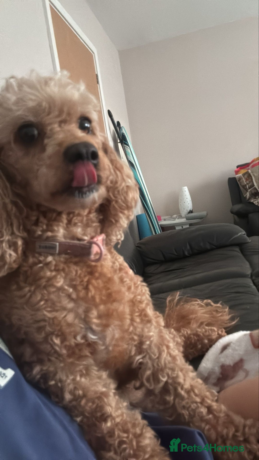 Gallery Image {{count}}