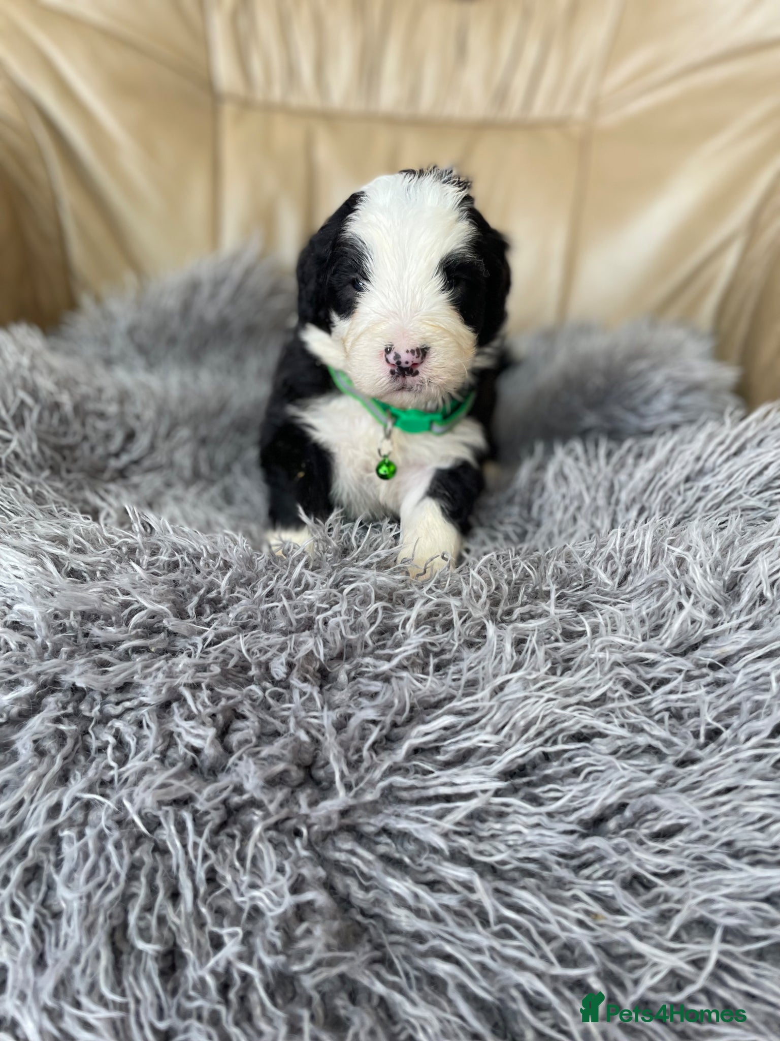 Old English Sheepdog dogs Old English sheep dog puppies  - Advert 7