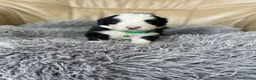 Old English Sheepdog dogs for sale: Old English sheep dog puppies  - Advert 1