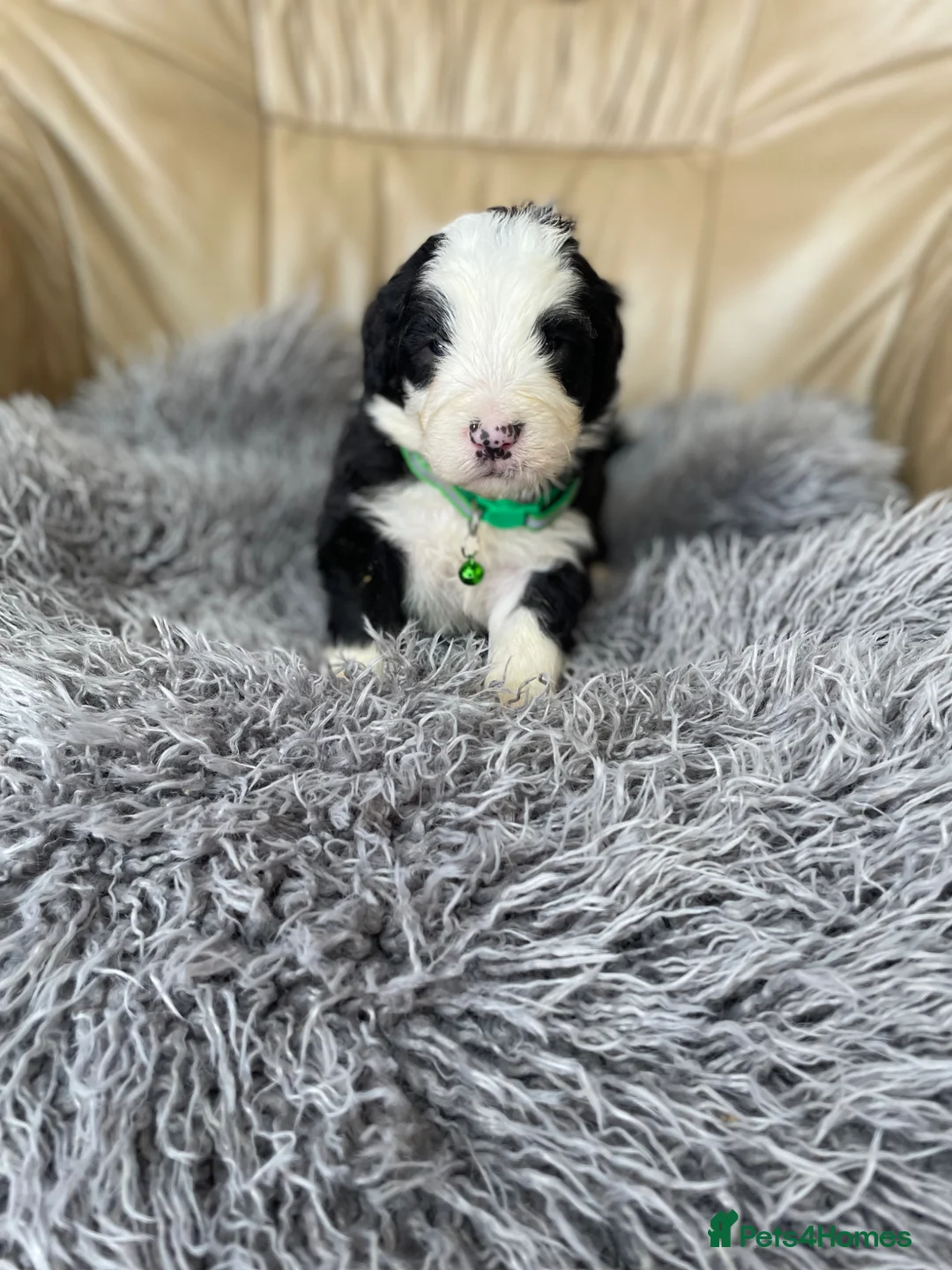 Old English Sheepdog dogs for sale: Old English sheep dog puppies  - Advert 1