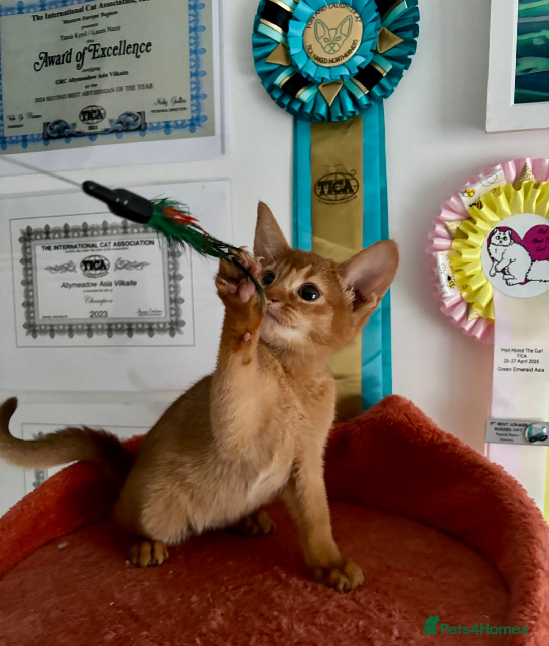 Abyssinian cats for sale: Pure pedigree fawn Abyssinian kittens 🐱  - Advert 32