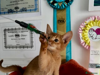 Abyssinian cats Pure pedigree Tica registered Abyssinian kittens - Advert 18