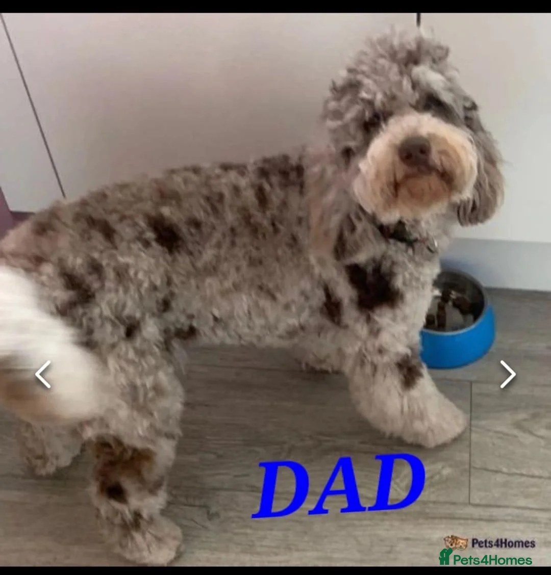 Cockapoo dogs for sale: Gorgeous and Cheeky Litter of Cockapoo Puppies - Advert 2