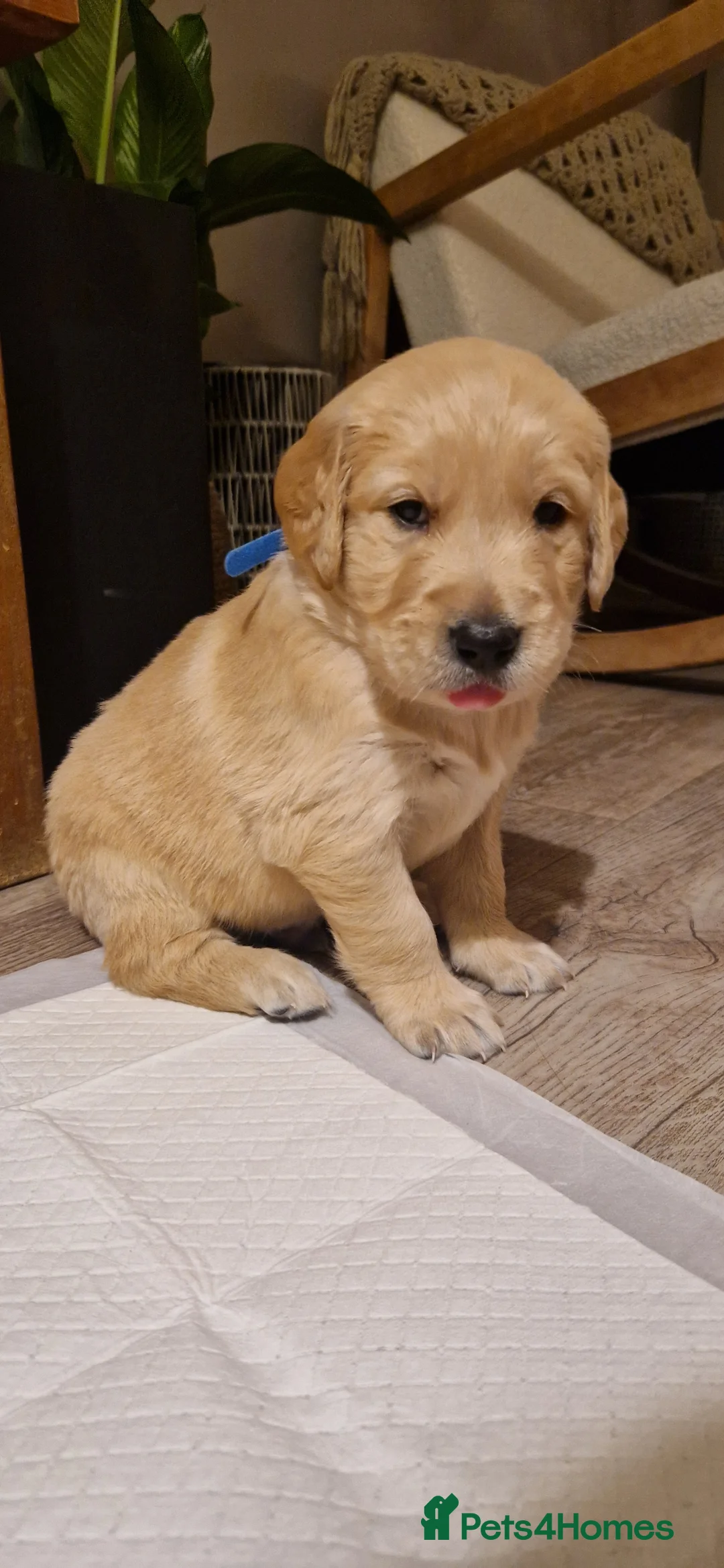 Golden Retriever dogs for sale: Golden retrievers puppies 5 weeks old - Advert 4
