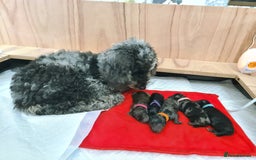 Cockapoo dogs for sale: ADORABLE F2B COCKAPOO PUPPIES 🐶 😍  - Image 19