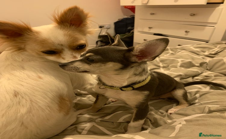 Chihuahua dogs - Advert 3