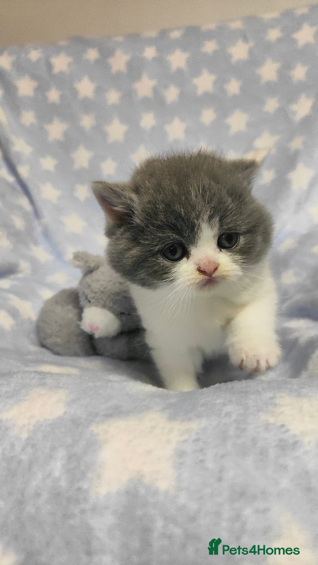 British Shorthair cats for sale: GCCF Registered Chunky British Shorthair Kittens  - Advert 7
