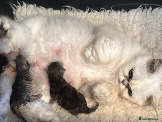 Persian cats in Accrington - Advert 27