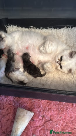 Persian cats in Accrington - Advert 5