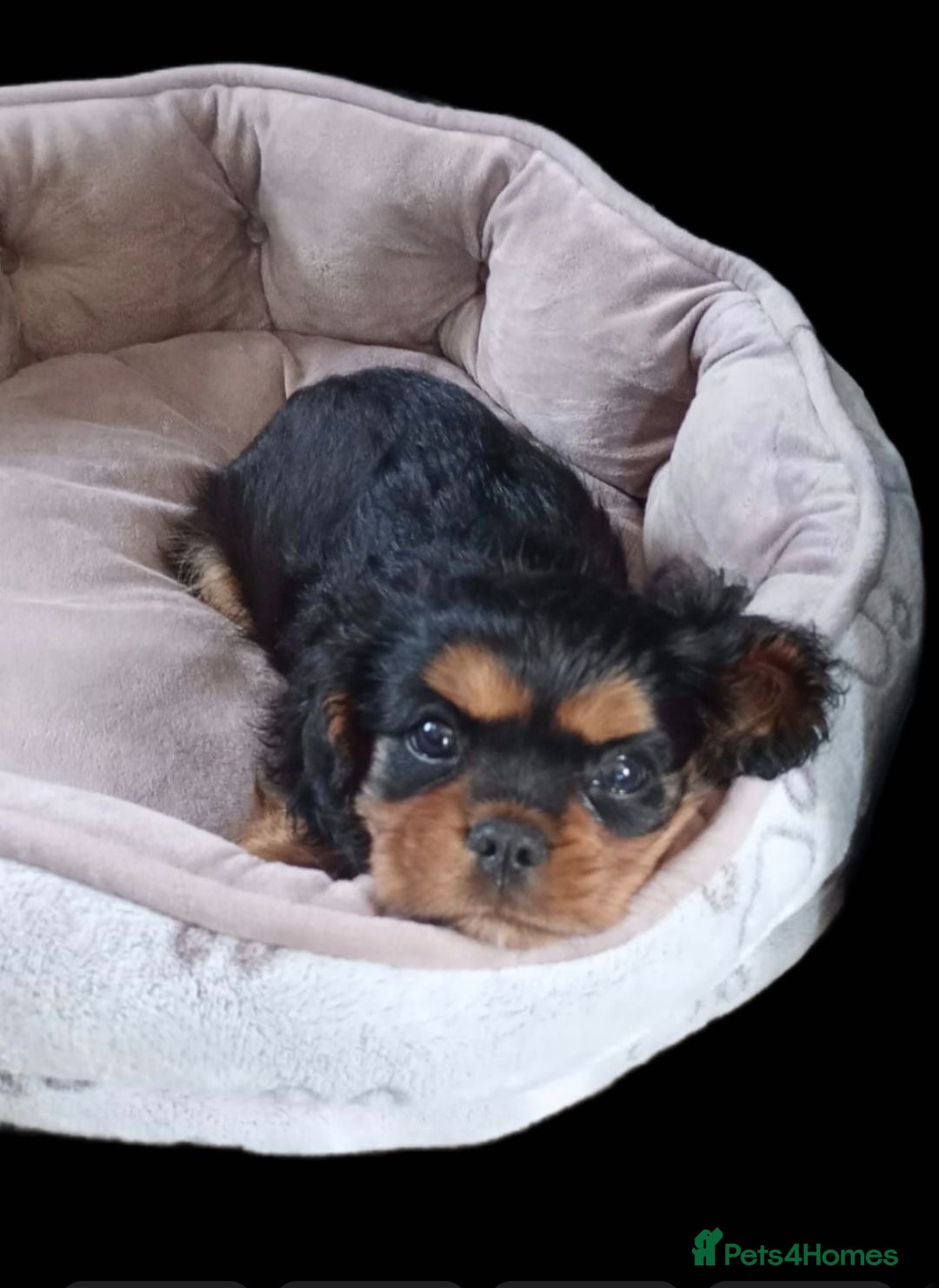 Cavalier King Charles Spaniel dogs *LASY BOY* *READY * Cavalier King Charles Puppies  - Advert 1