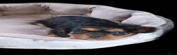 Cavalier King Charles Spaniel dogs for sale: *LASY BOY* *READY * Cavalier King Charles Puppies  - Advert 3