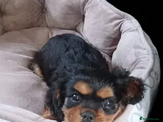 Cavalier King Charles Spaniel dogs *LASY BOY* *READY * Cavalier King Charles Puppies - Advert 1