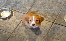Cocker Spaniel dogs for sale: Cocker Spaniel Puppies  - Image 1