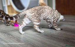 Bengal cats for sale: Clouded Mink Rosetted Bengal Girl - Image 4