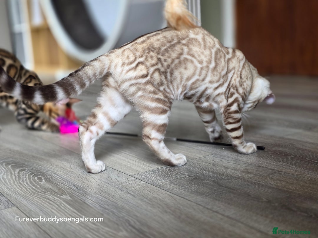 Bengal cats for sale: Clouded Mink Rosetted Bengal Girl - Image 4