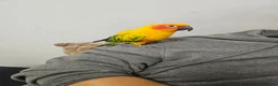 Conures birds for sale: Sun conure - Advert 4