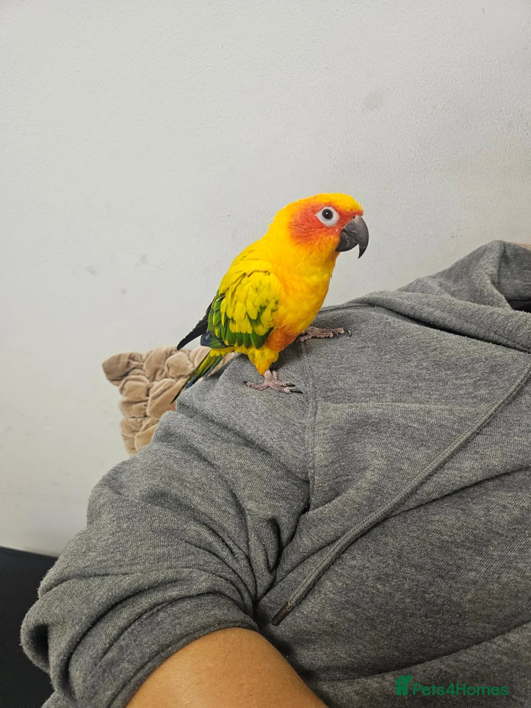 Conures birds for sale: Sun conure - Advert 4