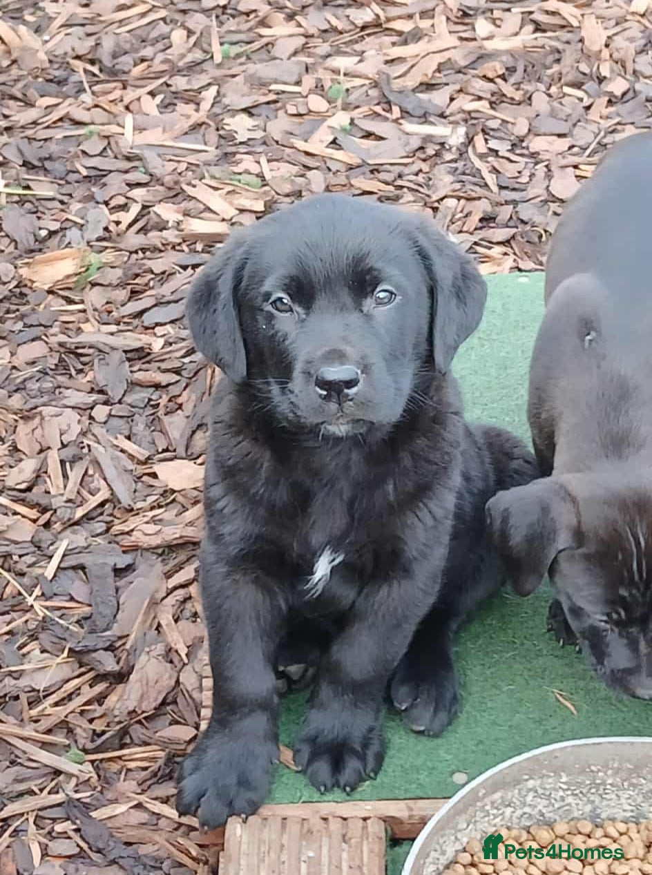 Mixed Breed dogs Labrador x bullmastiff  - Advert 1