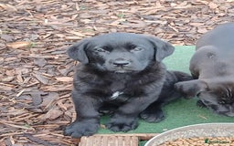 Mixed Breed dogs for sale: Labrador x bullmastiff  - Image 1