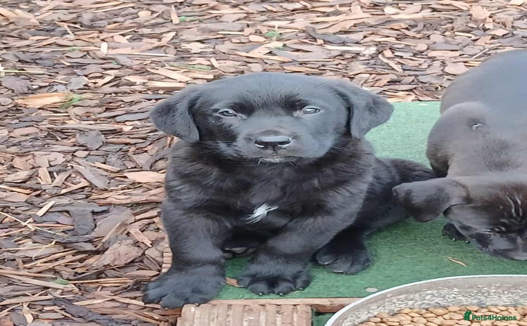 Mixed Breed dogs - Advert 1
