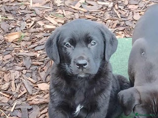 Mixed Breed dogs - Advert 6