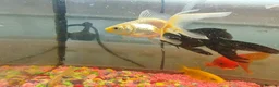 Goldfish fish for sale: Goldfish , Veiltail , Fancy, Telescope black in Glasgow - Advert 28