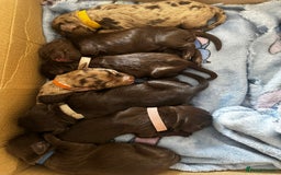 Cockapoo dogs for sale: Cockapoo puppies - Image 4