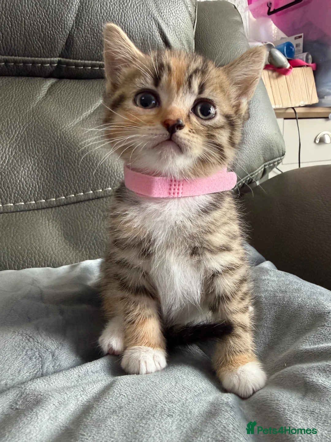 British Shorthair cats for sale: British shorthair cross kittens can deliver  - Advert 2