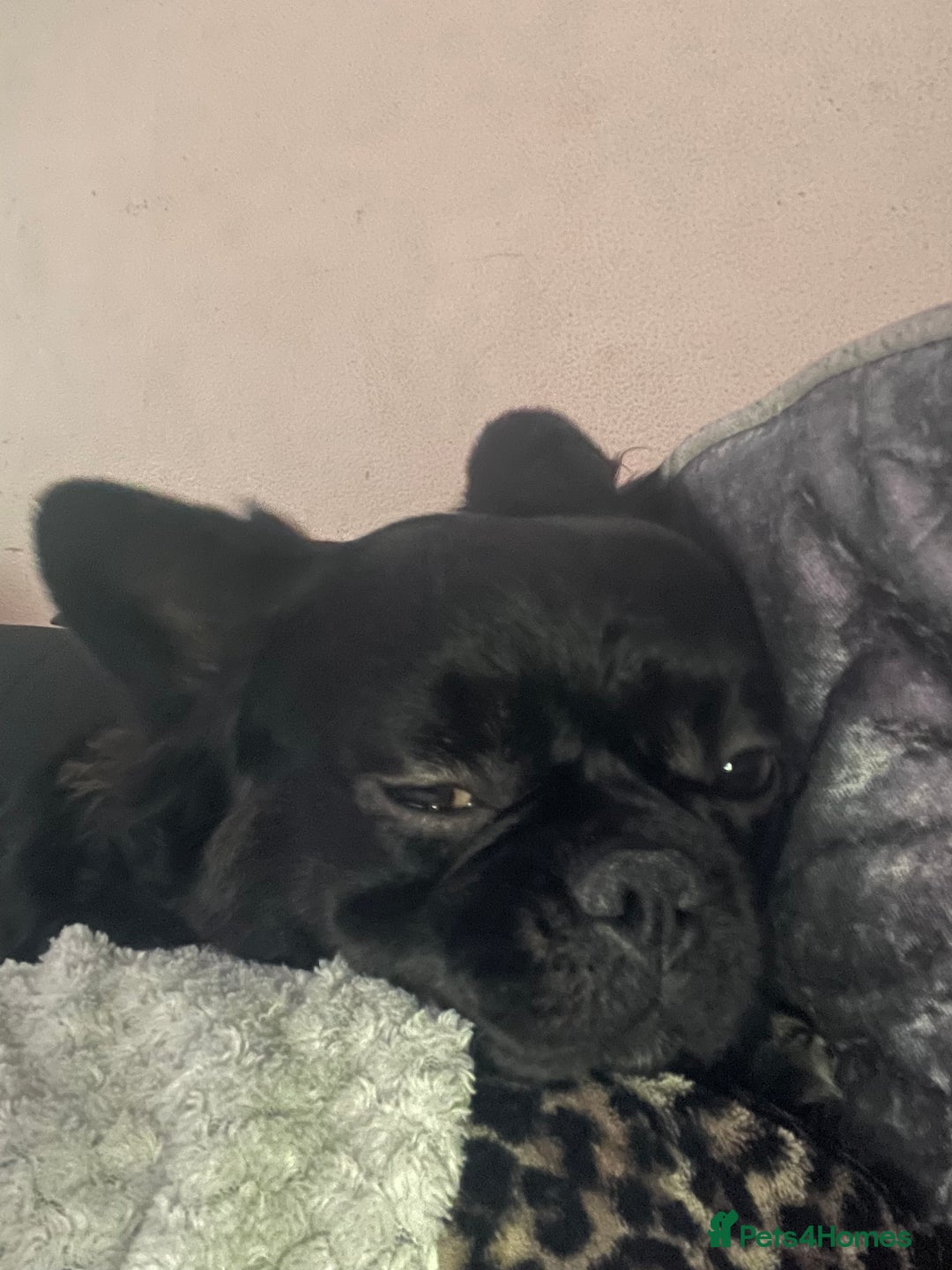 French Bulldog dogs for sale: Fluffy Male Frenchy Black and Tan 🐾🐾 - Image 3
