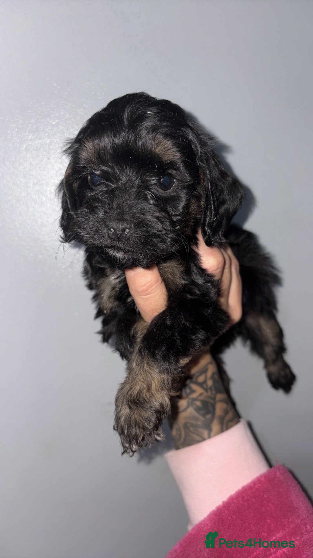 Cockapoo dogs for sale: Gorgeous cockapoo puppies  - Advert 5