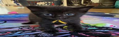 Mixed Breed Kitten 1 