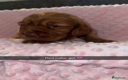 Cocker Spaniel dogs for sale: Red cocker spaniel  - Image 13