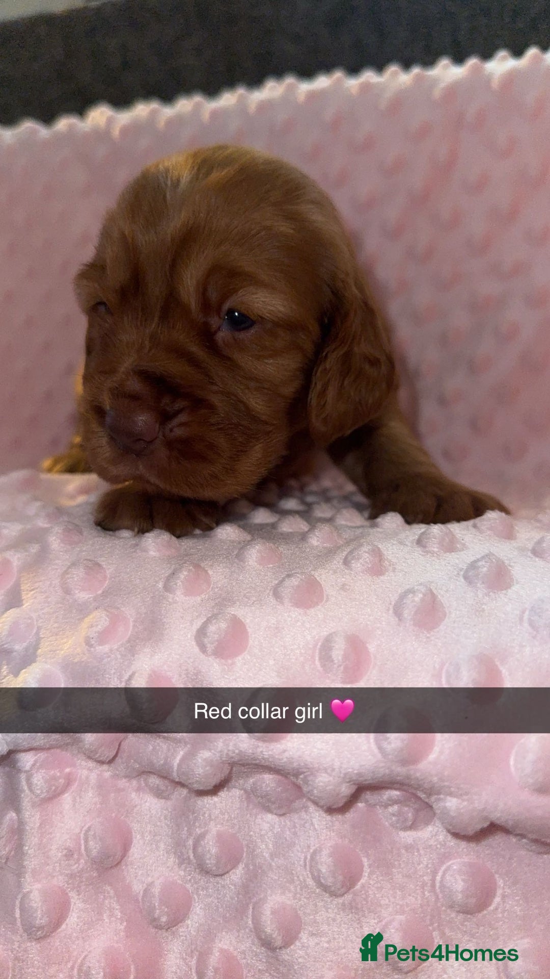 Cocker Spaniel dogs for sale: Red cocker spaniel  - Image 13