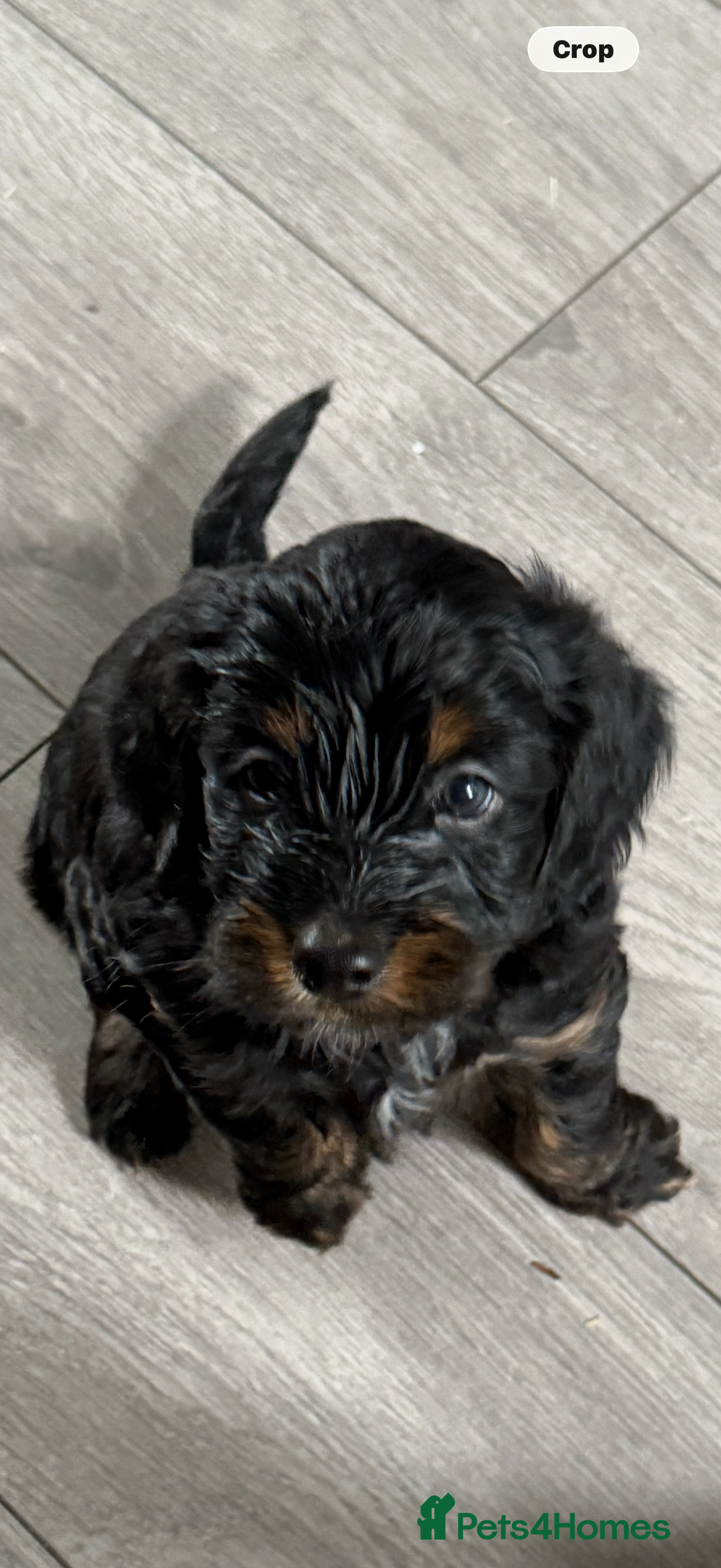 Mixed Breed dogs Sprockerpoo puppies only three left now. - Advert 9