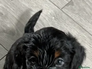 Mixed Breed dogs Sprockerpoo puppies only three left now. - Advert 9