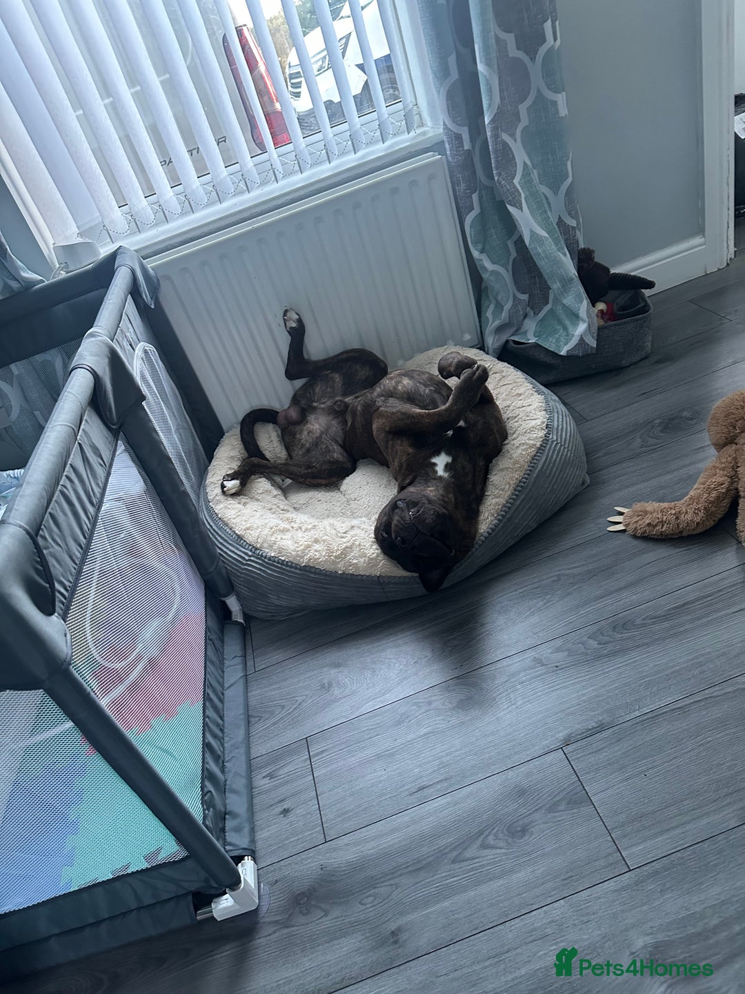 Mixed Breed dogs for sale: Male 2yr old cane corso  ** tiff  - Advert 4