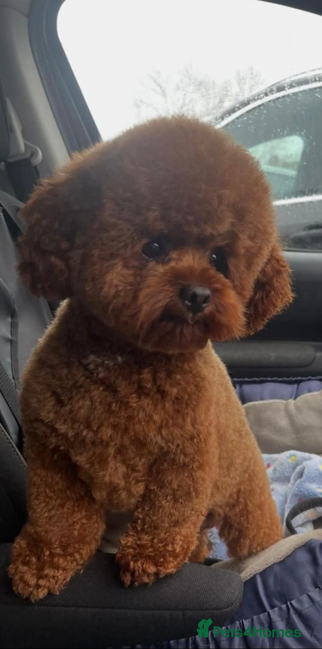 Cavapoo dogs for sale:  **  Cavapoo X Toy Asian Poodle PUPPIES - Advert 5