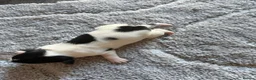 Jack Russell dogs for sale: Jack russel puppy’s  - Advert 5