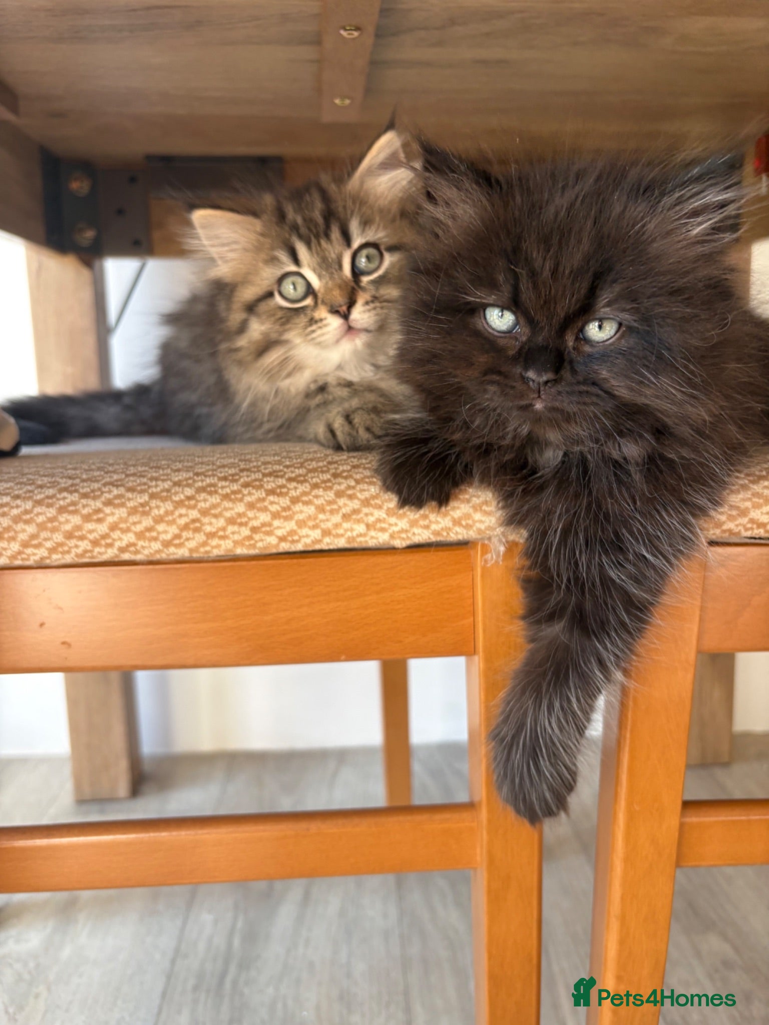 Persian cats Stunning Persian kittens 🫶🏽 - Advert 15