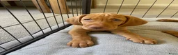 Hungarian Vizsla dogs for sale: Hungarian vizsla puppies 3 boys Ready now  - Advert 13