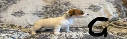 Jack Russell dogs for sale: Jack Russel puppies in Manchester - Advert 11