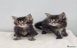 Maine Coon cats for sale: GCCF Pedigree Maine Coon Kittens for sale - Image 38
