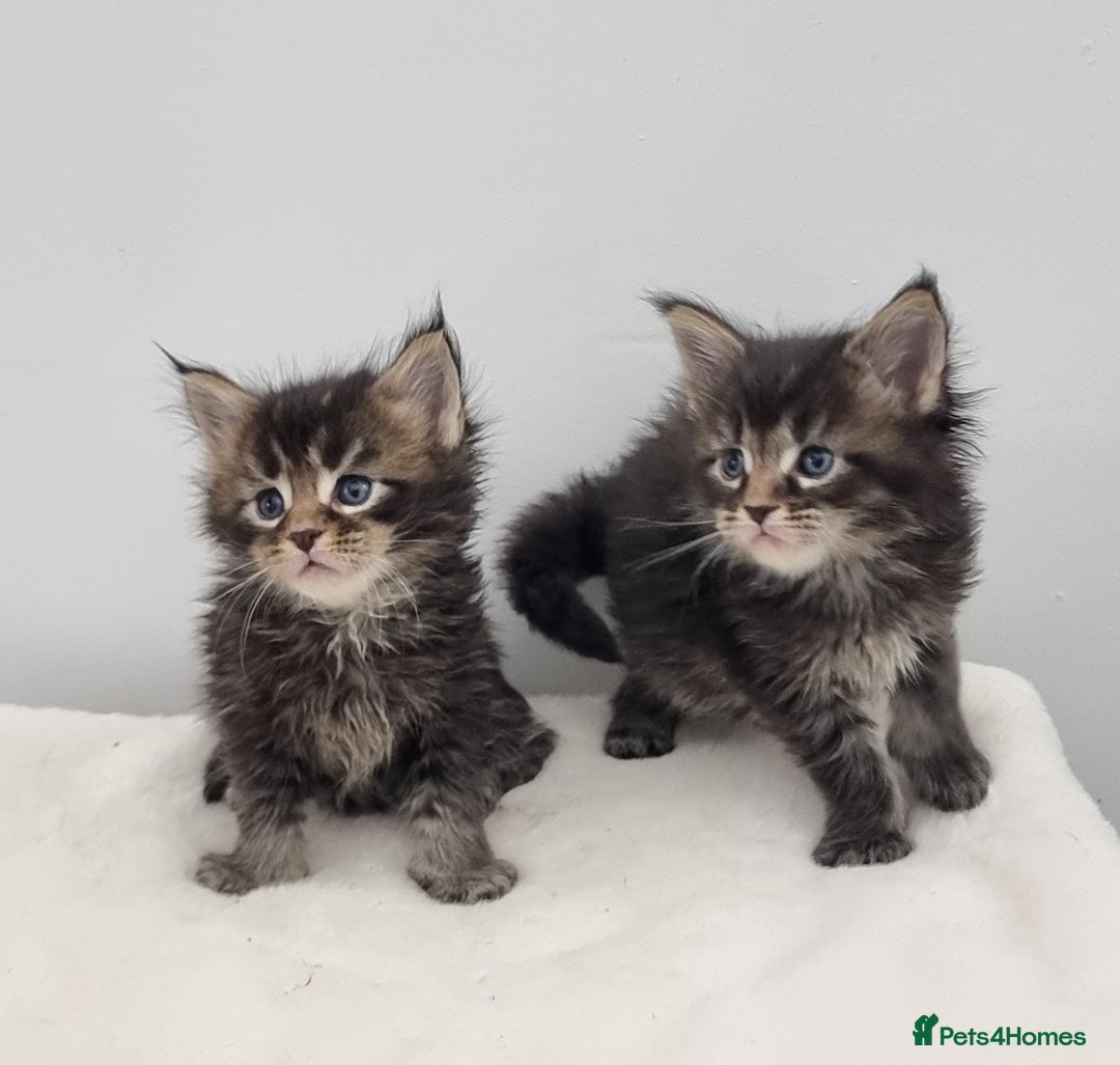 Maine Coon cats for sale: GCCF Pedigree Maine Coon Kittens for sale - Image 38